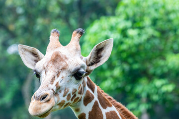 Naklejka premium the closeup image of giraffe. A tall African hoofed mammal belonging to the genus Giraffa. It is the tallest living terrestrial animal and the largest ruminant on Earth. 