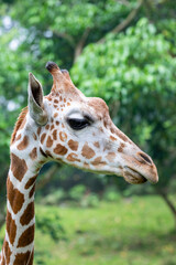 Naklejka na ściany i meble the closeup image of giraffe. A tall African hoofed mammal belonging to the genus Giraffa. It is the tallest living terrestrial animal and the largest ruminant on Earth. 