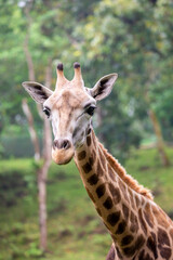 the closeup image of giraffe. A tall African hoofed mammal belonging to the genus Giraffa. It is the tallest living terrestrial animal and the largest ruminant on Earth. 