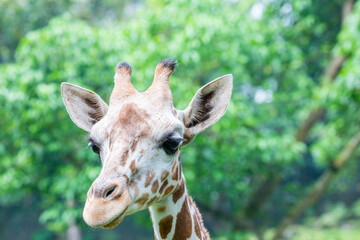 the closeup image of giraffe. A tall African hoofed mammal belonging to the genus Giraffa. It is the tallest living terrestrial animal and the largest ruminant on Earth. 