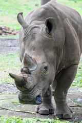 Obraz premium The white rhinoceros (Ceratotherium simum) is the largest extant species of rhinoceros. It has a wide mouth used for grazing and is the most social of all rhino species.