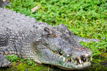 The saltwater crocodile (Crocodylus porosus) is a crocodilian native to saltwater habitats and brackish wetlands from India's east coast across Southeast Asia and the Sundaic region to Australia.