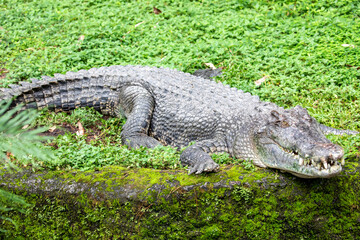 The saltwater crocodile (Crocodylus porosus) is a crocodilian native to saltwater habitats and brackish wetlands from India's east coast across Southeast Asia and the Sundaic region to Australia.