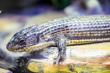 The Sudan plated lizard (Broadleysaurus major)  is a medium-sized, diurnal African lizard.
This species is easily recognised by its heavily armored appearance. 