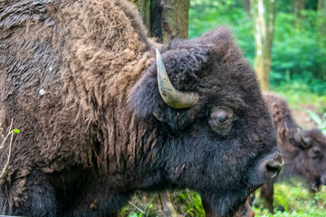 The closeup image of American bison(Bison bison).
A bison has a shaggy, long, dark-brown winter coat, and a lighter-weight, lighter-brown summer coat.