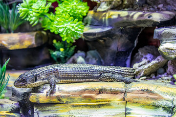 The Sudan plated lizard (Broadleysaurus major)  is a medium-sized, diurnal African lizard.
This species is easily recognised by its heavily armored appearance. 