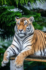 the closeup image of Siberian tiger (Panthera tigris altaica), native to the Russian Far East, Northeast China. 
It is reddish-rusty, or rusty-yellow in colour, with narrow black transverse stripes. 