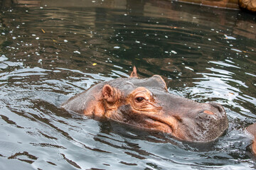 Obraz premium a hippo is in the pond. The common hippopotamus (Hippopotamus amphibius), or hippo, is a large, mostly herbivorous, semiaquatic mammal native to sub-Saharan Africa.