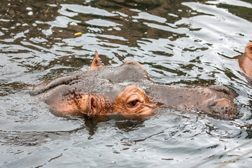 a hippo is in the pond. 
The common hippopotamus (Hippopotamus amphibius), or hippo, is a large, mostly herbivorous, semiaquatic mammal native to sub-Saharan Africa.
