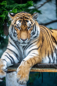 the closeup image of Siberian tiger (Panthera tigris altaica), native to the Russian Far East, Northeast China. 
It is reddish-rusty, or rusty-yellow in colour, with narrow black transverse stripes. 