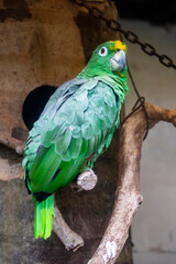 The southern mealy amazon  (Amazona farinosa) is among the largest parrots in the genus Amazona, the amazon parrots. 
 It is native to tropical Central and South America. 