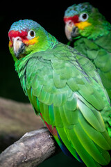 Fototapeta na wymiar The lilacine amazon (Amazona autumnalis lilacina) is an amazon parrot native to Ecuador in South America. The lilacine amazon is generally smaller than its related subspecies, with a black beak