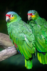 Obraz premium The lilacine amazon (Amazona autumnalis lilacina) is an amazon parrot native to Ecuador in South America. The lilacine amazon is generally smaller than its related subspecies, with a black beak