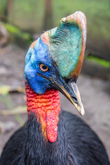 Southern cassowary is a large flightless black bird. 
 It is one of the three living species of cassowary, also is a ratite and therefore related to the emu, ostriches, rheas and kiwis