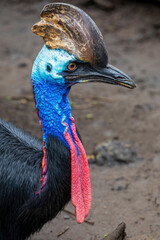 Southern cassowary is a large flightless black bird. 
 It is one of the three living species of cassowary, also is a ratite and therefore related to the emu, ostriches, rheas and kiwis