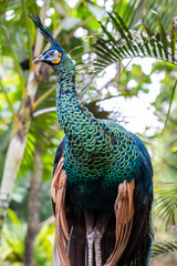 Naklejka premium The green peafowl (Pavo muticus), it is a peafowl species native to the tropical forests of Southeast Asia. The sexes of green peafowl are quite similar in appearance, especially in the wild. 