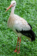 The white stork (Ciconia ciconia) is a large bird in the stork family, Ciconiidae. Its plumage is mainly white, with black on the bird's wings. Adults have long red legs and long pointed red beaks.