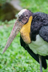 a Lesser adjutant (Leptoptilos javanicus). 
it is a large wading bird in the stork family...