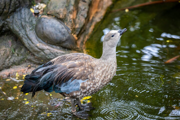 The blue-winged goose (Cyanochen cyanoptera) is a waterfowl species which is endemic to Ethiopia. 
It has a small black bill and black legs. A chunky mid-sized goose.