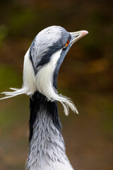 The the back side of head of demoiselle crane (Grus virgo). It is a species of crane found in...