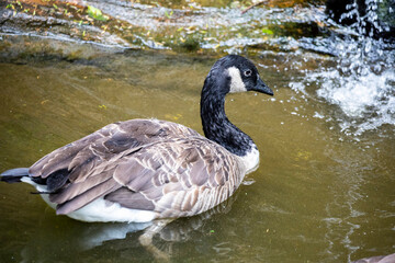 The Canada goose (Branta canadensis) is a large wild goose with a black head and neck, white cheeks, white under its chin, and a brown body. 