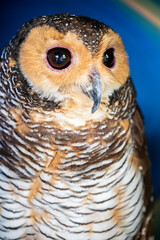 The spotted wood owl (Strix seloputo) is an owl of the earless owl genus, Strix. Its range is disjunct; it occurs in many regions surrounding Borneo.