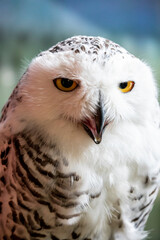 The closeup image of snowy owl (Bubo scandiacus) .
It is a large, white owl of the true owl family. Snowy owls are native to Arctic regions in North America and Eurasia. 