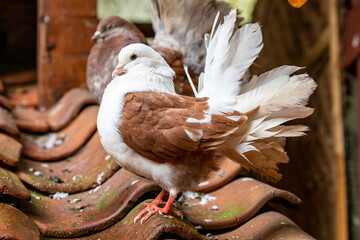 The Fantail is a popular breed of fancy pigeon, It is characterised by a fan-shaped tail composed of 30 to 40 feathers, abnormally more than most members of the dove and pigeon family. © Danny Ye
