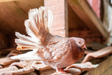 The Fantail is a popular breed of fancy pigeon, It is characterised by a fan-shaped tail composed of 30 to 40 feathers, abnormally more than most members of the dove and pigeon family.