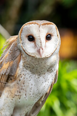 The barn owl (Tyto alba) is the most widely distributed species of owl and one of the most widespread of all birds.
 is found almost everywhere in the world except polar and desert regions