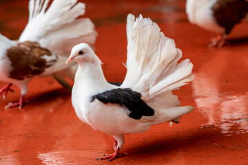 The Fantail is a popular breed of fancy pigeon, It is characterised by a fan-shaped tail composed of 30 to 40 feathers, abnormally more than most members of the dove and pigeon family. © Danny Ye