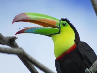 Poster toucan on a tree © Mark