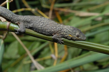 Prehensiletail Geckos Reptile close up on a leaf