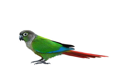 Colorful Maroon-bellied Parakeet isolated on transparent background png file