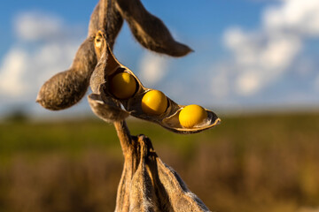 Ripe soybean plantation, ready for harvest, in Brazil