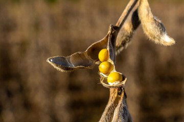 Ripe soybean plantation, ready for harvest, in Brazil