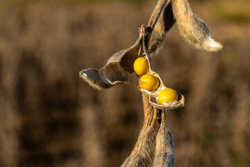 Ripe soybean plantation, ready for harvest, in Brazil