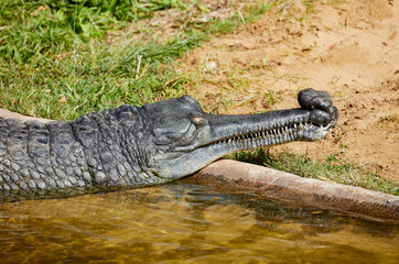 A captive Gharial sunning itself