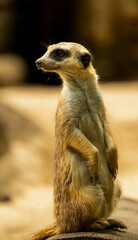 Funny posing meerkat/suricate closeup portrait filmed in Botswana desert