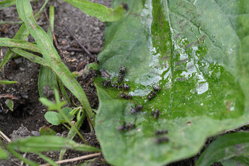 砂糖水に集まるアリ