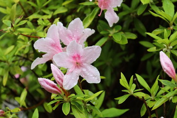 Obraz premium pink flowers
