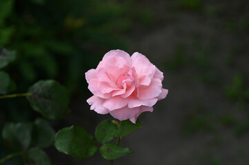 ピンク色の薔薇の花が咲いています