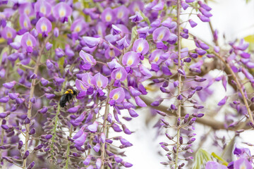 藤の花の蜜を集めるクマバチ