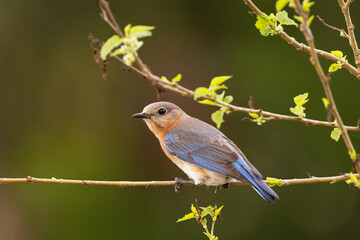 Eastern bluebird (Sialia sialis), a cute songbird, perched in a tree during spring in Sarasota, Florida