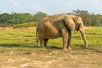 Fototapeta premium African elephants in the wild, beautiful landscape