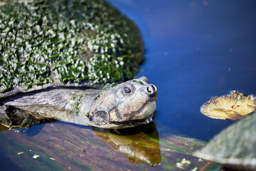 Obraz premium Close up of a Matamata Turtle