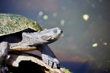 Naklejka na ściany i meble Close up of a Matamata Turtle