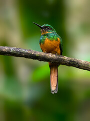 Rufous-tailed Jacamar portrait on stick in Costa Rica