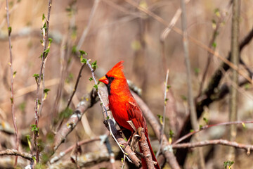 The northern cardinal (Cardinalis cardinalis). Male in spring during  bird courtship sitting on a branch tree
