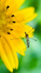 Mosquito on the yellow flower 